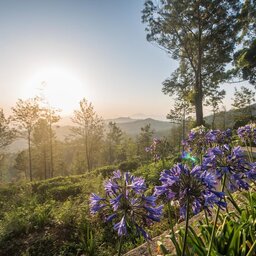 Eliya-Goatfell-header