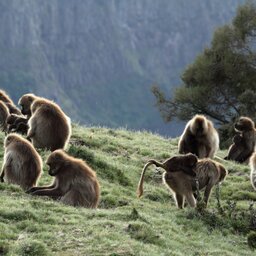 Ethiopië-Simien gebergte-Gelada bavianen familie