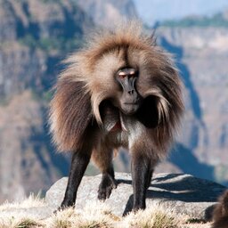 Ethiopië-Simien Mountains-Gelada Bavianen