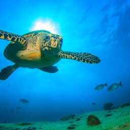 filipijnen - Duiken - Snorkelen - Schildpad