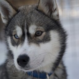 Finland-Lapland-Ivalo-wilderness-hotel-Inari-husky