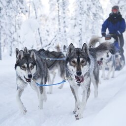 Finland-Lapland-Ivalo-wilderness-hotel-Inari-huskysafari (2)