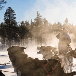 Finland-Lapland-Saariselka-Javri-Lodge-excursie-husky