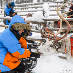 Finland-Lapland-Saariselka-Javri-Lodge-excursie-rendier