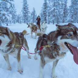 Finland-Zweden-Lapland-husky-safari 5