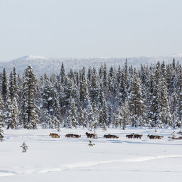 Finland-Zweden-Lapland-husky-safari 6