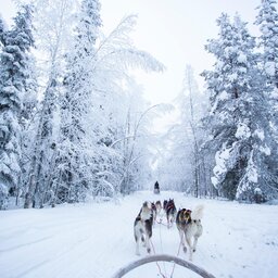 Finland-Zweden-Lapland-husky-safari 7