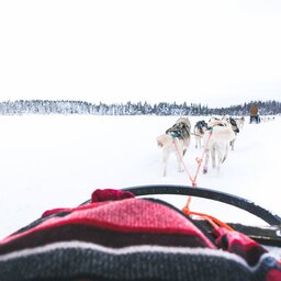 Finland-Zweden-Lapland-Levi-husky-safari