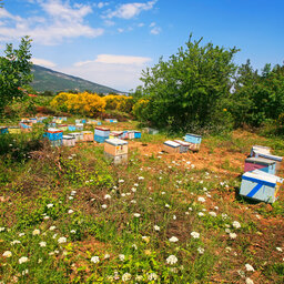 Griekenland-Halkidiki-Excursie-The-Joy-of-Bees 1