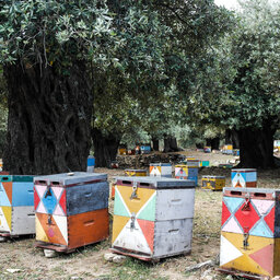 Griekenland-Halkidiki-Excursie-The-Joy-of-Bees 2