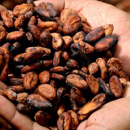Guadeloupe-hoogtepunt-cacaobonen