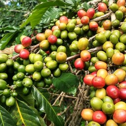 Guadeloupe-hoogtepunt-koffie-plant