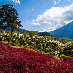 Guatemala - Antigua (5)