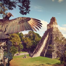 Guatemala - Tikal - Vogel