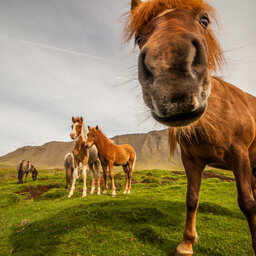 IJsland-dieren-IJslandse-paarden-Excursie-Horse-gathering 5