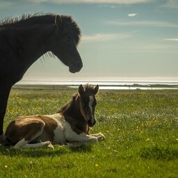IJsland-Kast-Guesthouse-paarden