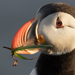 IJsland-Latrabjarg-Puffin3