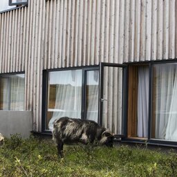 IJsland-Noorden-Fosshotel-Myvatn-schaapjes-bij-hotelraam
