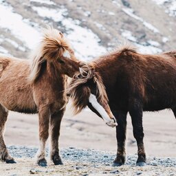 IJsland-paarden2