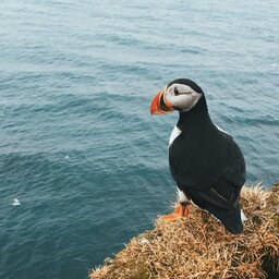 IJsland-Puffin