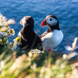 Ijsland - Puffin vogel - Latrabjarg