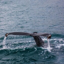 IJsland-whale-watching