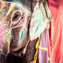 India-algemeen-gekleurde olifant