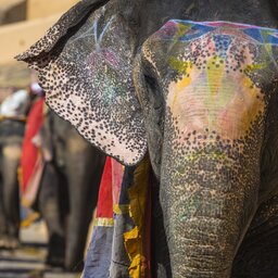 India-Jaipur-Olifanten