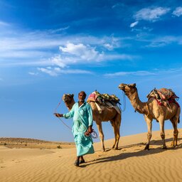 India-Rajasthan-Pushkar kamelen