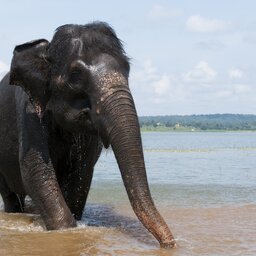 India-Zuid-algemeen-olifant