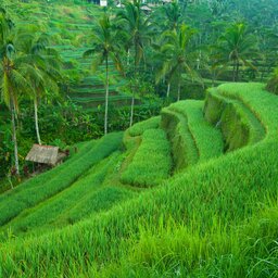 Indonesie-Bali-algemeen rijstvelden