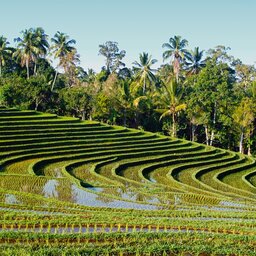 Indonesie-Bali-algemeen-rijstvelden