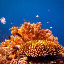 Indonesië-Bali-Menjangan snorkelen