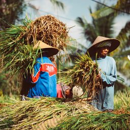 Indonesië-Bali-rijstwerkers