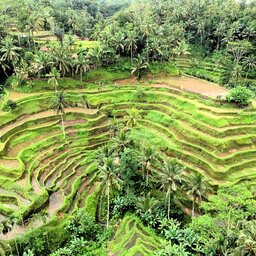 Indonesië-Bali-Ubud-algemeen-rijstvelden