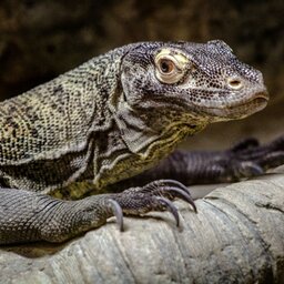 Indonesië-Excursie-Daguitstap-naar-Komodo-National-Park-vanuit-Labuan-Bajo-3