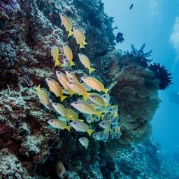 Indonesië-Gili-Eilanden-Excursie-snorkelexcursie-aan-de-Gili-eilanden-3