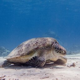 Indonesië-Gili-Eilanden-Excursie-Snorkeltrip-naar-de-zuidwestelijke-Gili's-vanuit-Lombok-3