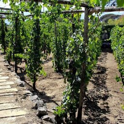 Italië-Amalfi-Excursie-Pompei-en-Vesuvio-visit-met-winetasting-en-lunch1