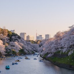 Japan-Kyoto-Bezienswaardigheden-kersenbloesems-in-Kyoto-4