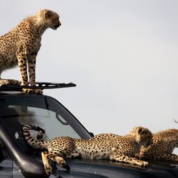 Kenia-algemeen-cheetas op wagen