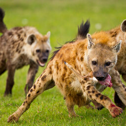 Kenia-algemeen-hyenas