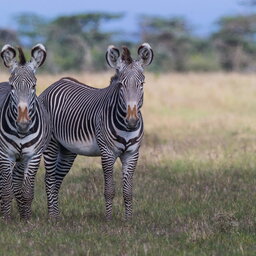 Kenia-algemeen-zebras