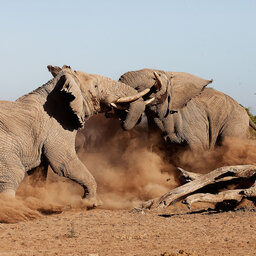 Kenia-Amboseli National Park-Elewana Tortilis Camp-olifanten