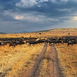 Kenia-Great Migration-kuddu