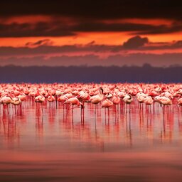 Kenia-Hoogtepunt3-Lake Naivasha & Lake Nakuru