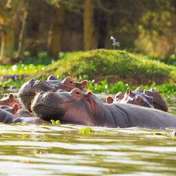 Kenia-Lake Naivasha-hoogtepunt 1