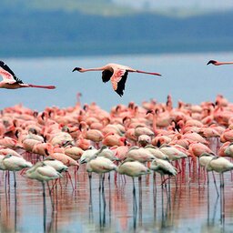 Kenia-Lake Nakuru-Flamingo Hill Tented Camp (1)