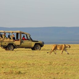 Kenia-Masai Mara-Basecamp Masai Mara-game drie