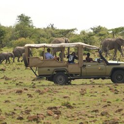 Kenia-Masai Mara-Basecamp Masai Mara-game drive 2